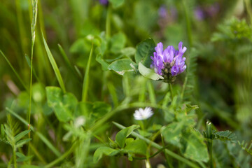 Fototapeta premium Floral summer background, soft focus. Blooming meadow porridge. Blurred background.