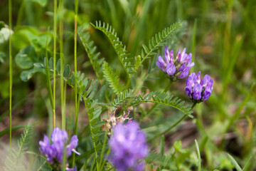 Floral summer background, soft focus. Blooming meadow porridge. Blurred background.