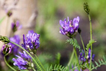 Floral summer background, soft focus. Blooming meadow porridge. Blurred background.