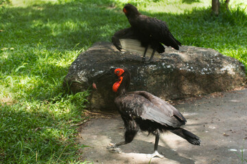 bird at the zoo. red book