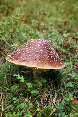 Small mushroom growing in green grass, closeup view