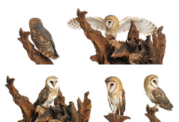 Collage with photos of beautiful barn owl on white background