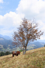 Brown horse on hill near beautiful mountains