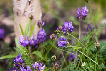 Floral summer background, soft focus. Blooming meadow porridge. Blurred background.