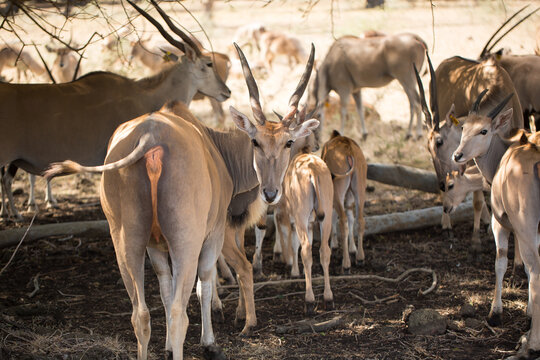 A herd of African deers in the wild. Mauritius.