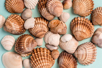 Different seashells on a blue background, place for text