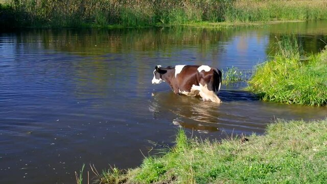 Cow having water treatment in summer Ukrainian river Merla