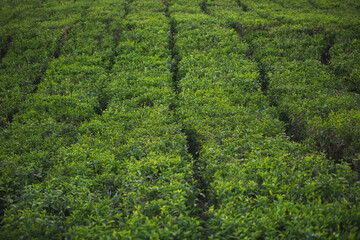 Tea plantation with tea leaves closeup with foggy mountains background, blue and green