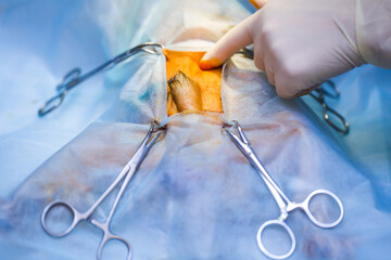 Vet doing the operation for sterilization. The cat on the operating table in a veterinary clinic....