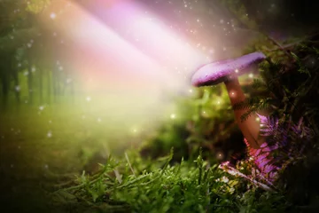 Fotobehang Fantasy world. Mushroom lit by magic light in enchanted forest © New Africa