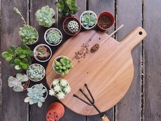 Succulent Cactus Preparing : Cactus transplantation in a new pot with soil, pumice stone, drainage,...