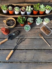Succulent Cactus Preparing : Cactus transplantation in a new pot with soil, pumice stone, drainage,...