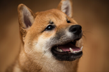 Portrait of a dog Shiba Inu, front view