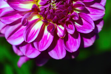 Purple dahlia blooms in the garden on a sunny day.