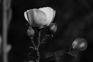 Fototapeta na wymiar Black and white photo. Blooming rose in the garden.