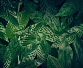 Naklejka na ściany i meble Many bright green tropical leaves as background