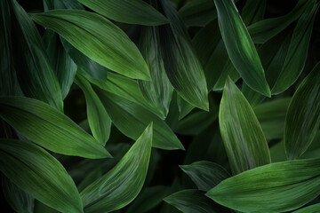 Many bright green tropical leaves as background