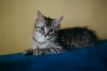 Little gray kitten lying on sofa. Sad newborn kitten. Expressive silver tabby Maine Coon cat kitten,