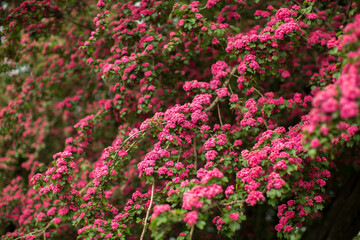 Pink flowers on a tree branch