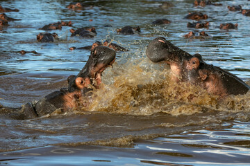 Fototapeta premium Hippos in Grumeti River of Serengeti National Park, Tanzania, East Africa...