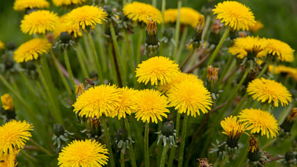 Yellow dandelion flowers. Blooming dandelion in a spring meadow.