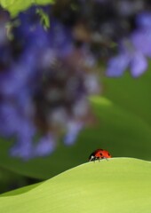 Seven spot ladybug sitting on green leaf among defocused violet flowers. Ladybird on a leaf vertical wallpaper.