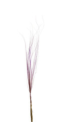 Fototapeta premium Beautiful tender dried flower on white background.