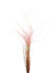 Obraz premium Beautiful tender dried flower on white background.