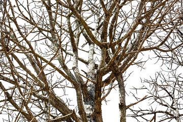 The dead tree without leaves has just a branch that extends from the trunk and has a white backdrop.