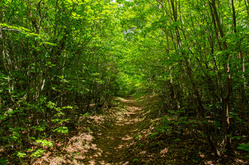 新緑の森の中を歩く