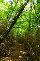 新緑の森の登山道