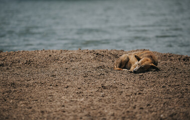 Fototapeta premium Poor stray dog