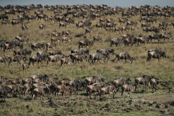 Herd of wildebeest in savannah in kenya