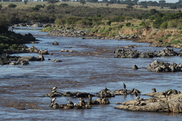 group of hippo in river in kenya