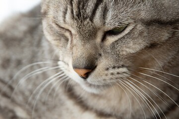 眠そうな表情　サバトラ猫