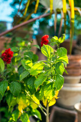 Close-up Plenty of vivid red lxora (spike) flowers and green leaf in garden.
