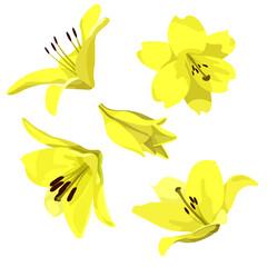 illustration of a yellow lily flower in different angles
