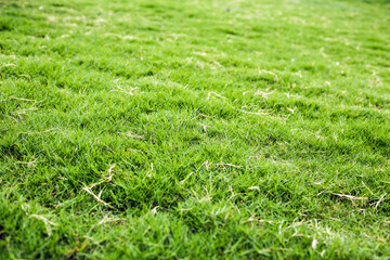 Natural green grass with tree and skye view sport background texture concept.