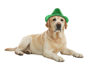 Cute labrador retriever with leprechaun hat on white background. St. Patrick's Day
