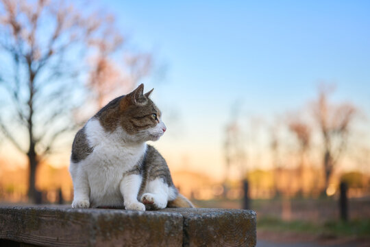 夕空に公園のベンチの上でリラックスしている野良猫
