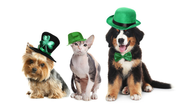 Cute pets with leprechaun hats on white background. St. Patrick's Day