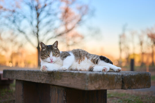 夕空に公園のベンチの上でリラックスしている野良猫