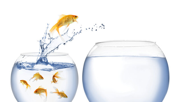 Beautiful goldfish jumping out of water on white background