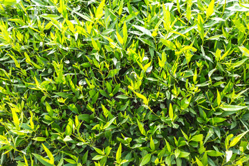 Beautiful Green Leaves background in sunlight