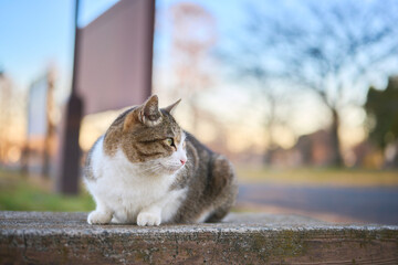 夕方に公園のベンチの上に座っている野良猫のアップ