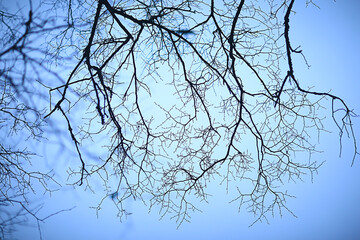 branches without leaves evening autumn, abstract seasonal background sadness