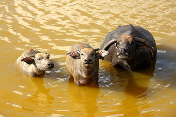 Herd of thai buffalo in summer at lake or river