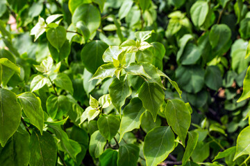 Beautiful Green Leaves background in sunlight