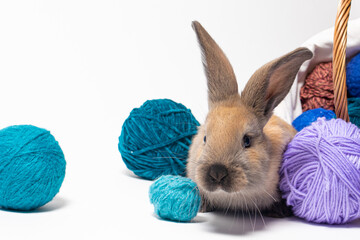 Beautiful little fluffy rabbit against the background of soft wool yarn, tangles and threads of knitting yarn.