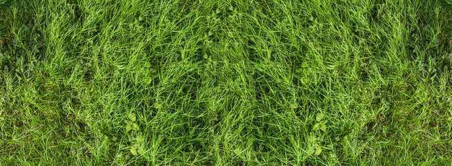 Natural green grass with tree and skye view sport background texture concept.